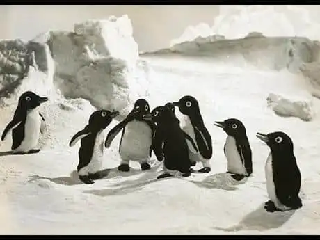 對企鵝男孩、露露和琪琪的魅力和情感進行深入分析!